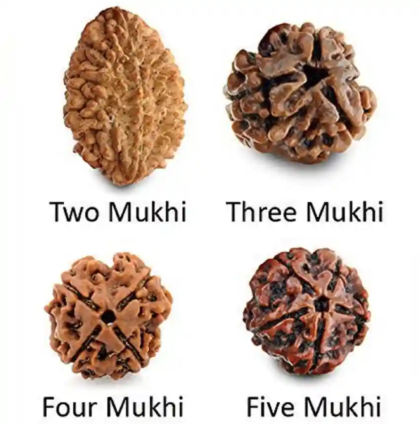 Rudraksha